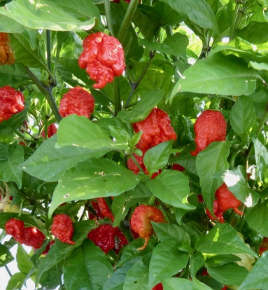Picture of Capsicum Chilli Pepper Carolina Reaper